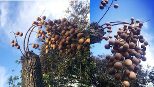 Kỳ lạ cây nhãn không cành lá, 'bất chấp logic' vẫn mọc ra chùm quả trĩu nặng