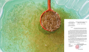 Tổng cục Thủy sản yêu cầu kiểm tra tôm giống của 2 công ty ở miền Tây