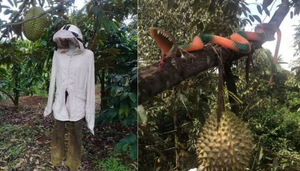 Không nhịn được cười với chiêu trò chống hái trộm trái cây của gia chủ thích đùa