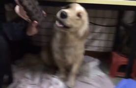 Chó 'siêu lầy' nghênh mặt thách thức chủ đánh đòn 