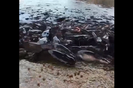 Hãi hùng cảnh đàn cá trê nhung nhúc bò lên bờ kiếm ăn
