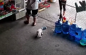 Cún con ngốc nghếch kẹt đầu vào lon nước