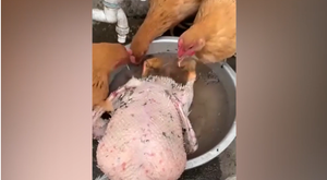 Clip: Gà giúp chủ nhổ lông vịt