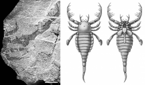 Trung Quốc phát hiện hóa thạch 'bọ cạp biển' 430 triệu năm