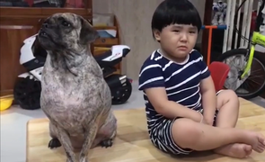 Bị chó cưng giận, cậu bé khóc vì làm lành không nổi