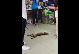 Dỗi chủ, mèo nằm thẳng cẳng, ngửa bụng ăn vạ giữa siêu thị