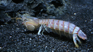 Lý do quân đội Mỹ đổ tiền nghiên cứu con bề bề