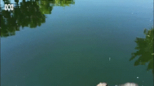 Video: Khoảnh khắc cá sấu chồm lên, ngoạm flycam đang ghi hình