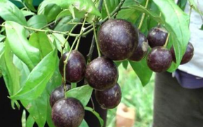 Quả hồng châu chứa độc tố nguy hiểm thế nào?