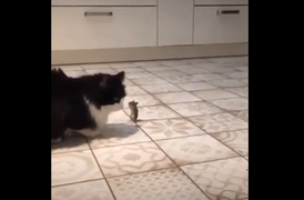 Chuột chắp tay năn nỉ xin mèo tha mạng