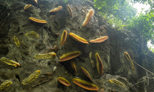 Nơi coi ong rừng như báu vật