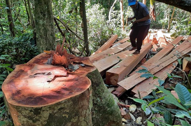 Rừng 'chảy máu', lãnh đạo Quảng Nam chỉ đạo 'nóng'