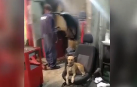 Chú chó phát cáu khi bị chủ chơi khăm