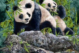 Thử thách tài quan sát: Có bao nhiêu con gấu trúc?