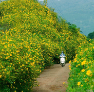 Đà Lạt rục rịch đón mùa hoa dã quỳ trên 4 cung đường vàng rực đẹp xuất sắc