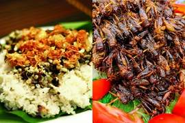 Đến Yên Bái 'tròn mắt' xem người dân mang toàn côn trùng chế biến thành đặc sản