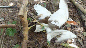 Video: Tận mắt thủ đoạn giăng bẫy tận diệt chim trời ở Hà Tĩnh