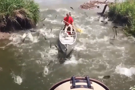 Hàng trăm con cá nhảy khỏi mặt nước vì tiếng ồn