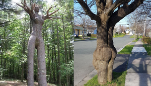 Loạt cây cối có hình dáng khiến người nhìn từ 'đỏ mặt' đến cười không ngớt