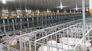 Lợi nhuận của nhiều doanh nghiệp nuôi heo lao dốc