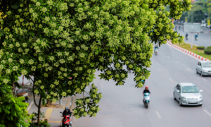 Hà Nội thơ mộng ngợp dưới ‘đặc sản’ kẻ yêu người ghét mang tên hoa sữa