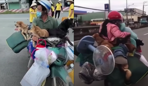 Tiêu hủy đàn chó của cặp vợ chồng về Cà Mau tránh dịch, Chủ tịch huyện lên tiếng