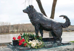 Bài diễn văn hay nhất thế giới về tình cảm loài chó trong 1.000 năm qua