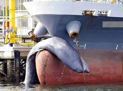 Cá voi nặng 5 tấn bị đâm chết, treo xác trước mũi tàu