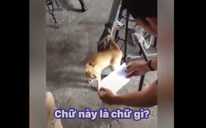 Mèo biết đọc chữ khiến chủ hết hồn