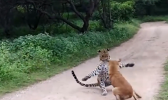 Chó 'ngoa mồm' sủa cho báo hoa mai điếc tai bỏ chạy