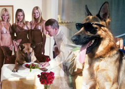 Chú chó giàu nhất thế giới: Gia tài 8 ngàn tỷ, có công ty riêng, biệt thự 7000m2