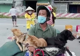 Tiêu hủy đàn chó của cặp vợ chồng ở Cà Mau: Trưởng Trạm y tế xã xin nghỉ việc