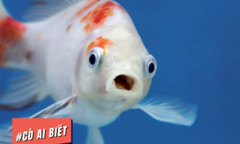 Có ai biết: Cá có thể chết đuối, sẽ sống lâu hơn nếu được ăn phân cá trẻ hơn