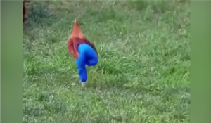 Chết cười xem gà trống mặc quần chạy như người