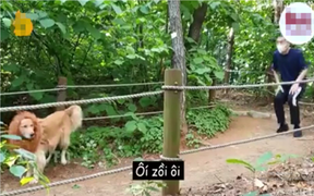 Chó đóng giả sư tử, doạ người sợ mất vía