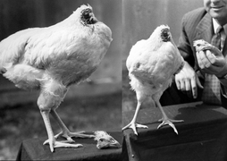 Ly kỳ chuyện chú gà bị mất đầu vẫn sống khỏe, đi diễn khắp nơi kiếm bộn tiền 