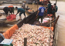 Hơn 755 tấn cá lồng bè chết trương phình trên sông: Sở NN&PTNT Đồng Nai nói gì?