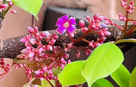 Ngắm hoa khế mùa thu đẹp đến nao lòng