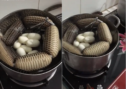 ‘Xỉu tại chỗ’ trước nồi thịt rắn ú nu siêu to kèm ổ trứng trắng hếu