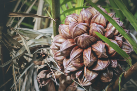 Loại quả 'xấu xí' bị nhiều người xa lánh lại rất được ưa chuộng ở Trung Quốc