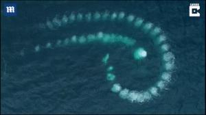 Video: Khoảnh khắc cá voi lưng gù tạo hình xoắn ốc trên biển