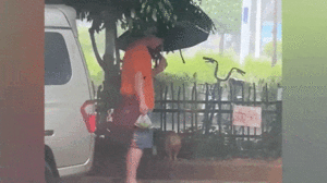 Video: Xúc động người đàn ông dùng ô che cho mèo hoang khỏi bị ướt ở Trung Quốc