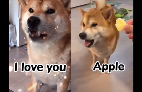 Chú chó học nói tiếng Anh siêu đỉnh