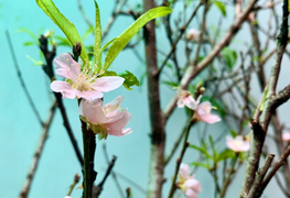 Đào nở sớm khoe sắc giữa Hà Nội, giá bạc triệu vẫn 'cháy hàng'