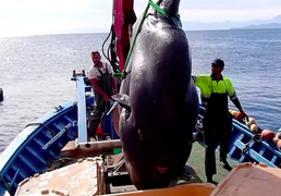 'Thủy quái' nặng 2 tấn lọt lưới ngư dân 