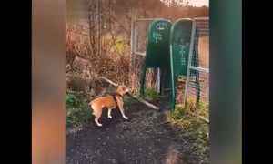 Bật cười xem chú chó 'ngốc' bất lực khi làm cửu vạn