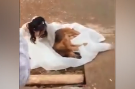 Chó nằm ăn vạ trên váy cưới, ngăn cô chủ đi lấy chồng