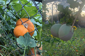 Hóa ra rau củ trong vườn cũng biết 'làm trò' ra phết, xem mà cạn lời