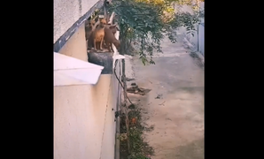 Clip: Chú chó thích hóng hớt và cái kết 