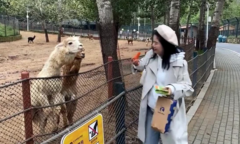 Video: Bị bẻ đôi đồ ăn, lạc đà nhổ nước bọt vào du khách ở Trung Quốc
